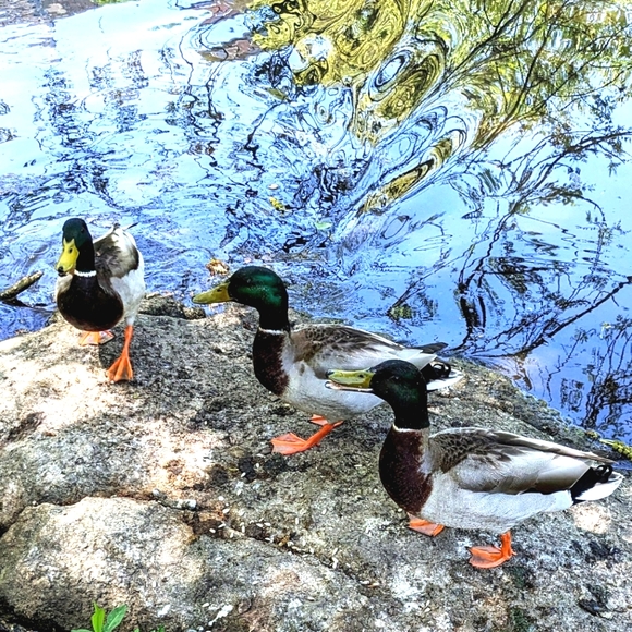 Meet your Posher, Jennifer - Picture 15 of 16